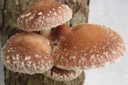 Saveti za gajenje šitaki pečuraka