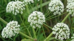 Ovo su tri najsmrtonosnije biljke na planeti - Jednu gaje skoro sve porodice u našim krajevima!