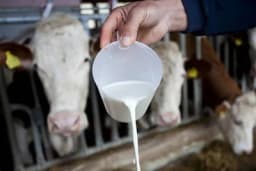 Porodica Gajić iz Crnjelova, uprkos pandemiji, USPJEŠNO PROIZVODI 1.500 litara mlijeka dnevno