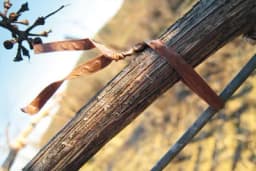 Načini vezanja vinove loze