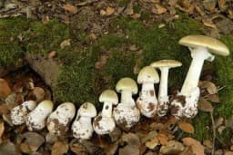 Zelena pupavka - Najvažnija otrovna gljiva i njene dvojnice