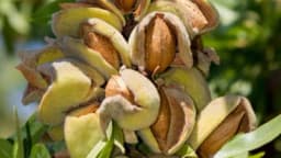 Sađenje i orezivanje BADEMA