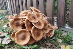 Berači gljiva u RS novi pravilnikom neće biti oštećeni - Kontrolu na terenu vršiće lugari