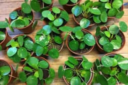 OVO CVIJEĆE USPIJEVA SAMO KOD DOBRE OSOBE: A prema starom vjerovanju u kući u kojoj buja donosi NOVAC I BLAGOSTANJE