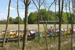 Koje medonosno bilje da posijemo u blizini pčelinjaka