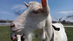 Savjeti za efikasnu mužu koza