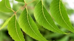 ULJE NIMA - Upotreba u poljoprivredi