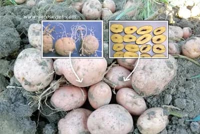 Zašto dolazi do oštećenja i deformacija krompira
