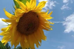 Ukraden suncokret u Banatu, vrijednost nevjerovatna!