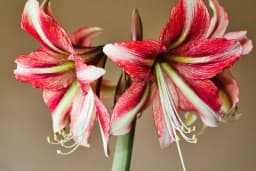 Amarilis u maju presadite u baštu