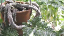 BILJKA PAUK - Davalija je biljka veoma zanimljivog izgleda