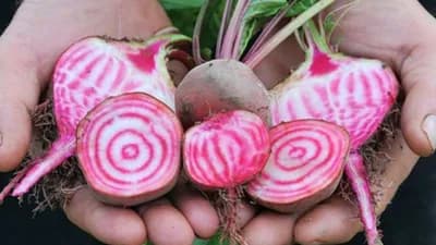 Cvekla Chioggia ili cvekla crveno-bijele boje