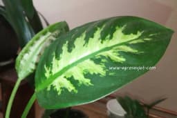 Difenbahija - Ovako je odžavajte i nećete pogriješiti!