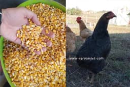 Koji su to nedostaci kukuruza u ishrani živine?