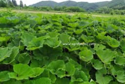 Lopuh – Čudesan lijek za alergije i migrenu