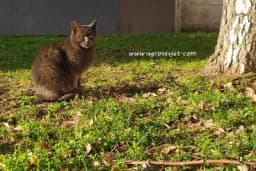 Mačke su lijek za dušu i tijelo: Prenose ljubav, umiruju i liječe predenjem!