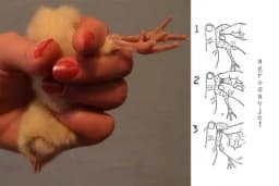 Metode određivanja pola kod jednodnevnih pilića