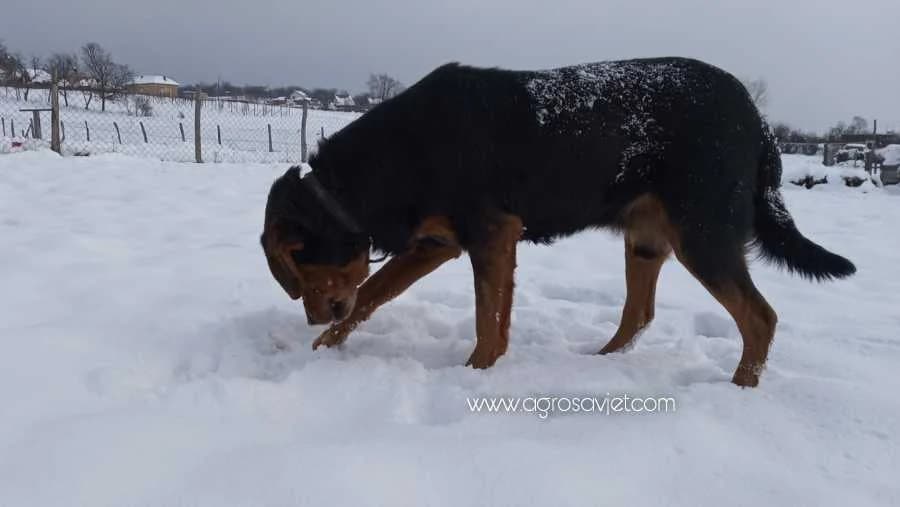 Pas u zimskim danima