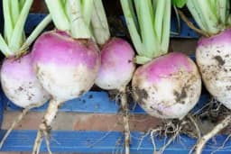 REPA – Rijetko je jedemo, a izuzetno je zdrava