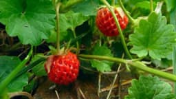 Uslovi za gajenje šumske jagode