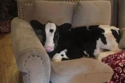 Upoznajte TELE koje misli da je PAS! /VIDEO/