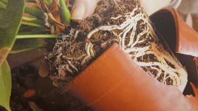 Ako primjećujete ove stvari, vrijeme je za promjenu saksija balkonskom i sobnom cvijeću