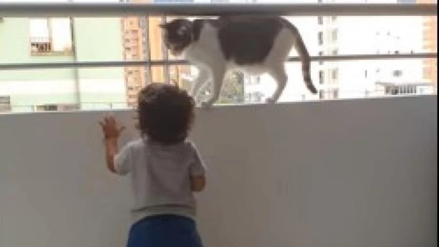 Mačka sve oduševila potezom - Video koji ostavlja bez daha!