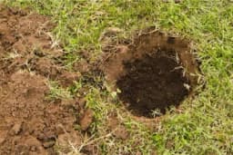 Đubrenje voćaka prije zasnivanja zasada