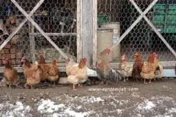 Kako se koristi krompir u ishrani živine