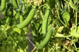 Najvažnije bolesti graška