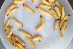 Bijele gusjenice koje proždiru plastični otpad /VIDEO/