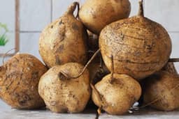 MEKSIČKI KROMPIR ILI JICAMA - Kako se gaji i koje su njegove prednosti