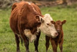 Zašto dolazi do neplodnosti kod krava