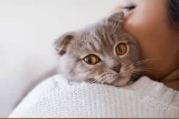Nevjerojatne dobrobiti predenja mačke na ljudski organizam