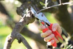 Kako i koliko često orezivati maslinu?