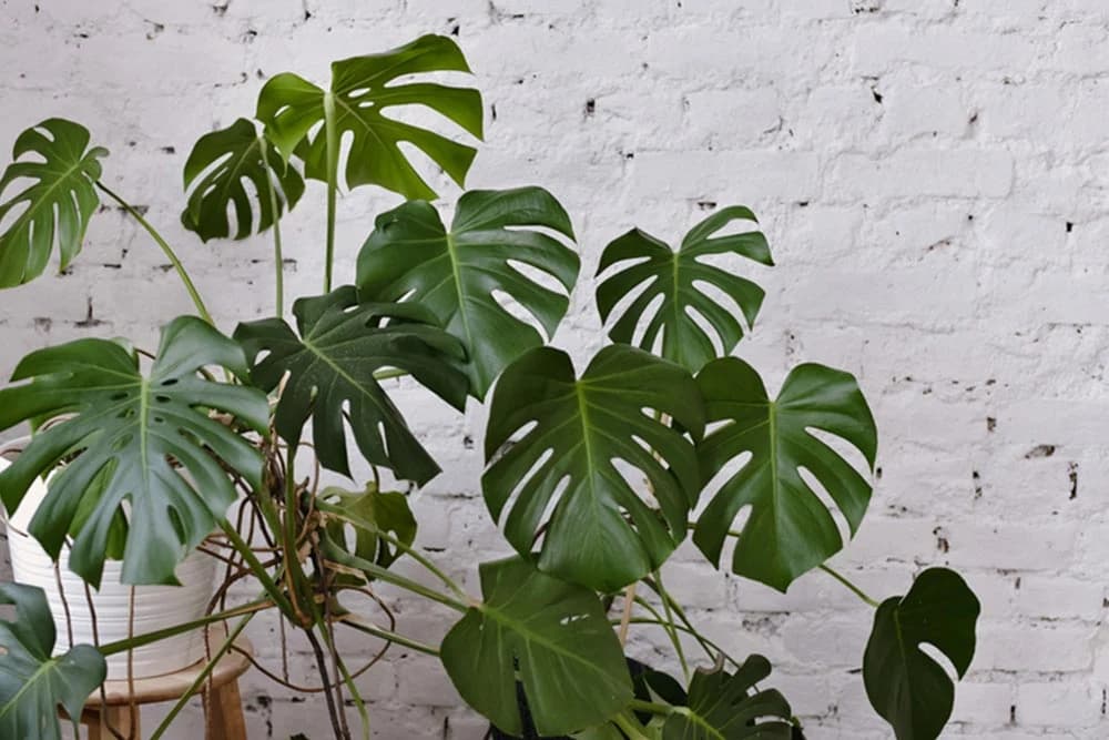 monstera