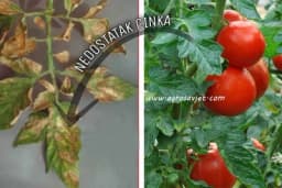 Cink - Simptomi nedostatka i viška ovog elementa