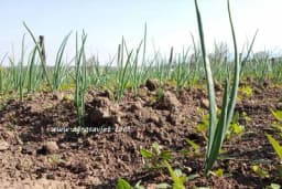 Kako treba njegovati CRNI LUK da bi berba bila dobra?