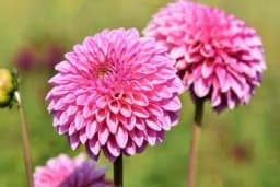 Proljetne lukovice - Kako da ih pravilno posadite za najbolji rezultat