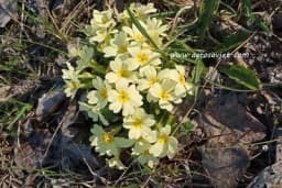 JAGLAC - Prvi vejsnik proljeća je pun ljekovitih svojstava