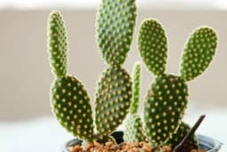 Da li ste znali da i kaktus ima svoja ljekovita svojstva