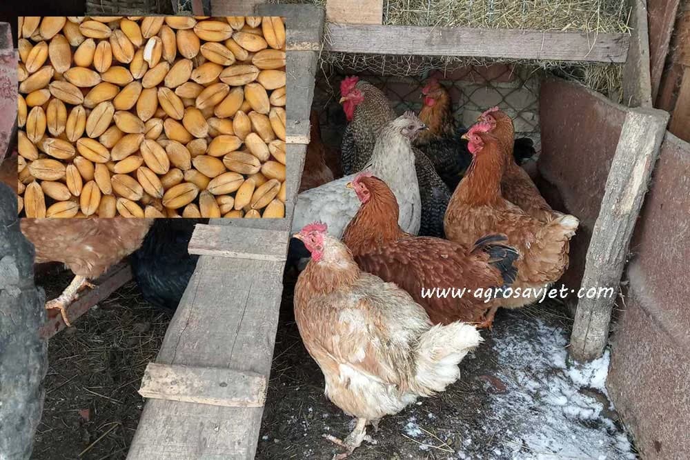 Pšenica i ječam u ishrani živine