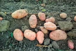 Kako izbjeći gubitak prinosa krompira zbog mraza i snijega u proljeće?