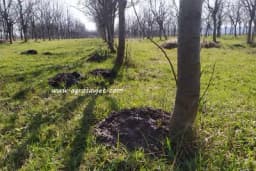 Kako otjerati krtice iz voćnjaka?