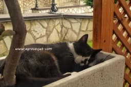 Da li nas mačke zaista manje vole?