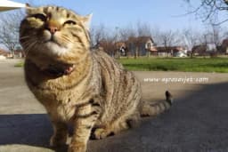 Kako nam mačke produžavaju život - Objašnjenje naučnika