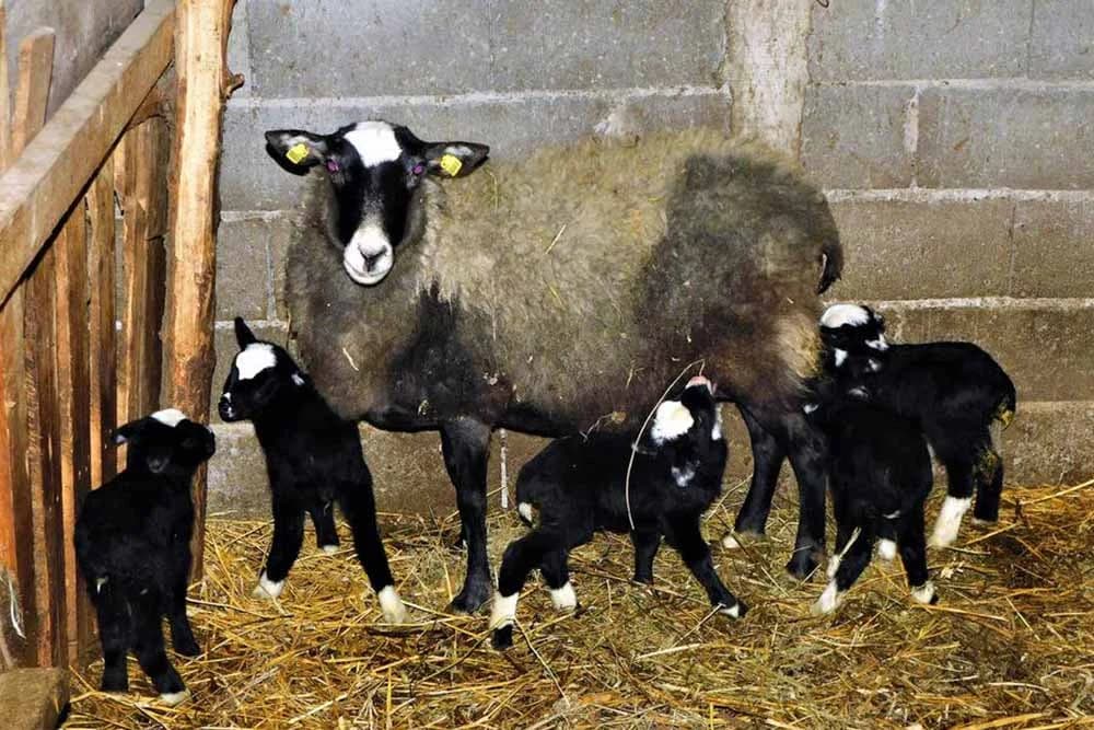 Ovca na svijet donijela šestoro jaganjaca: Veterinar za 30 godina nije čuo za ovakav slučaj