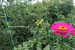 Koje biljke možete, a koje ne smijete saditi u blizini paradajza