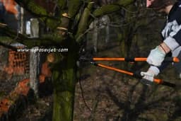 Kojim redoslijedom obaviti rezidbu