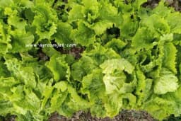 RANA SALATA - Sjetva, rasađivanje, đubrenje, prihrana